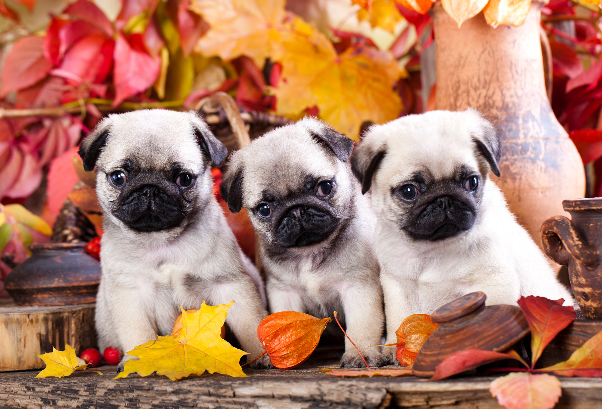 pug puppy